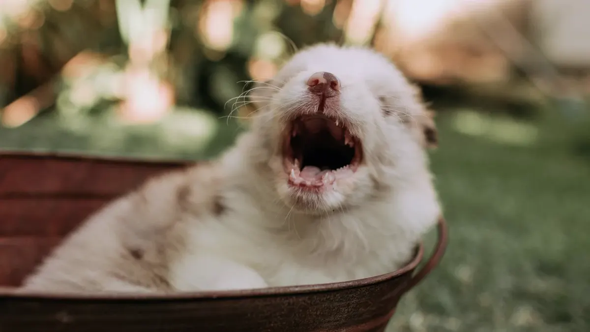 Puppy eating from a bowl