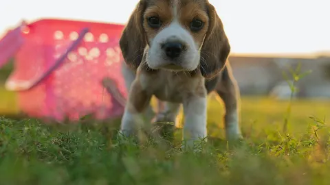 Puppy eating from a bowl
