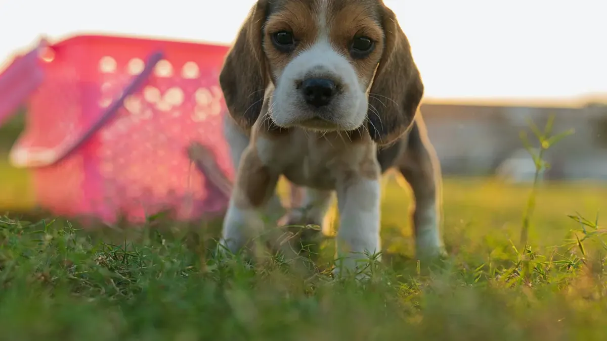 Puppy eating from a bowl