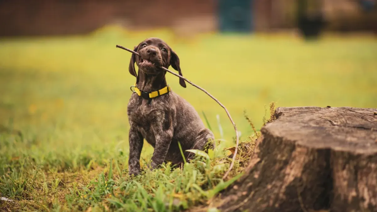 Puppy in a training class