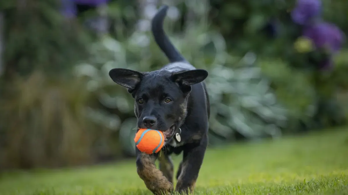 Puppy in a training class