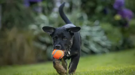 Puppy in a training class