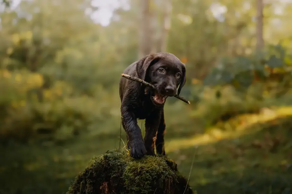 Puppy in a training class