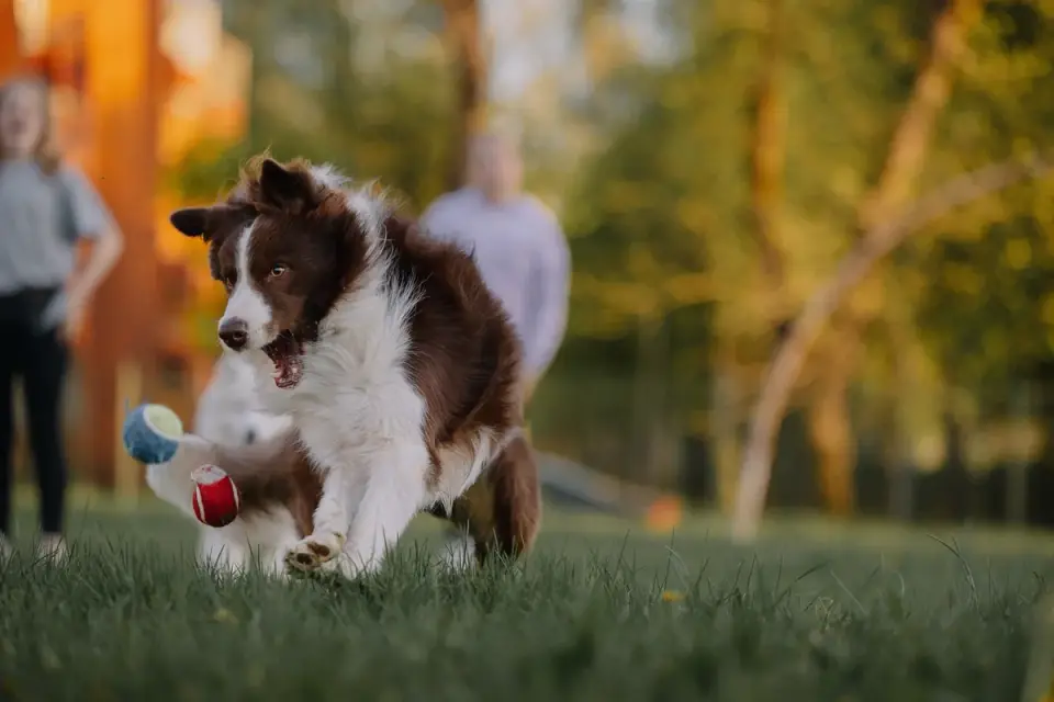 Puppy jumping up and mouthing during an energetic backyard play session