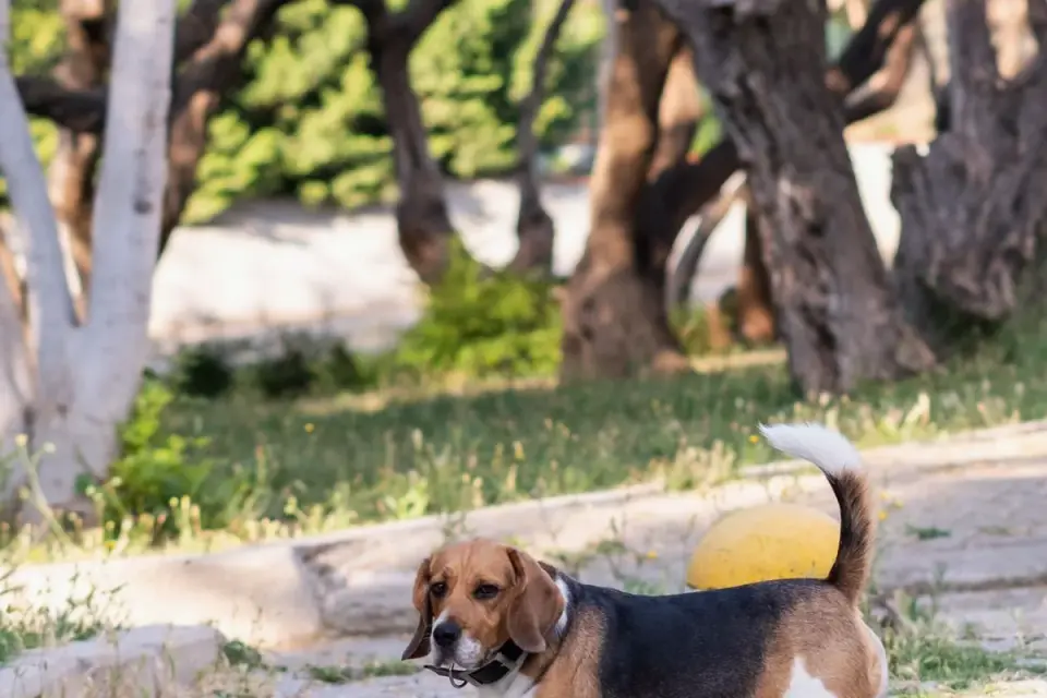 Senior Beagle mix working a stationary puzzle feeder on a rug