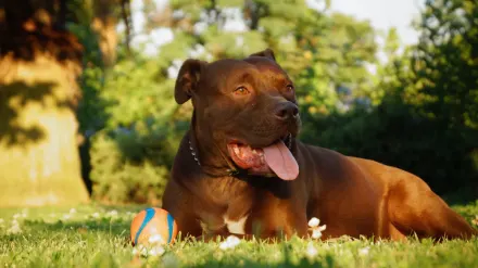 Senior dog in a garden