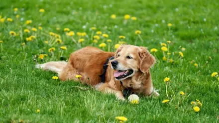 Senior dog in a garden