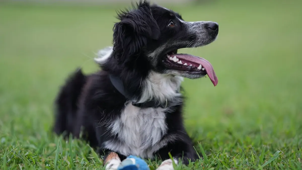 Senior dog in a garden