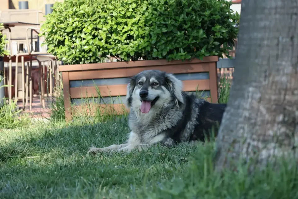 Senior dog in a garden