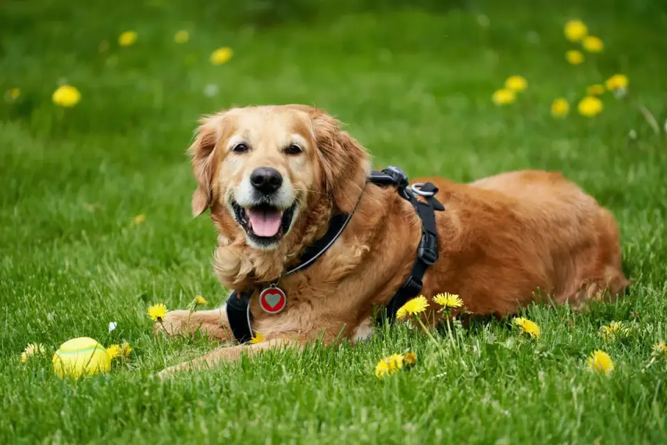 Senior dog in a garden