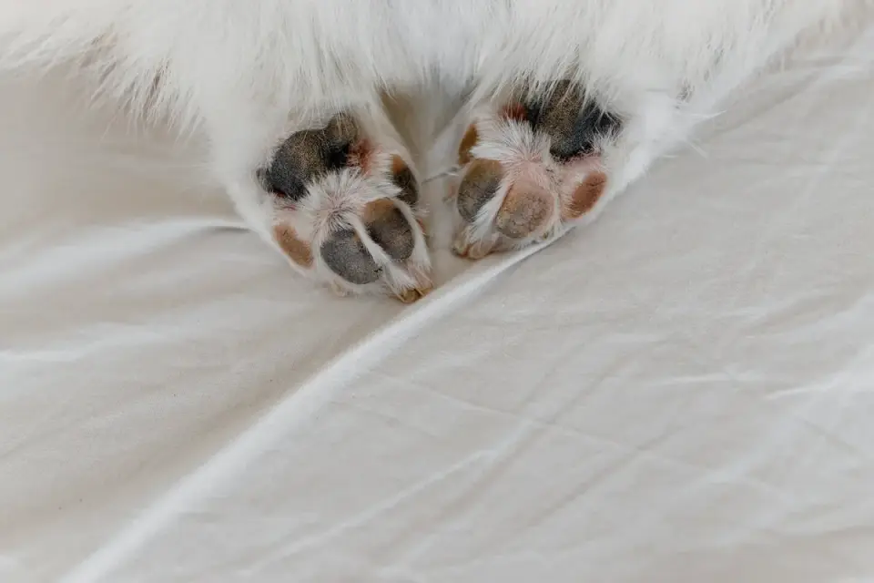 Senior dog on a bed