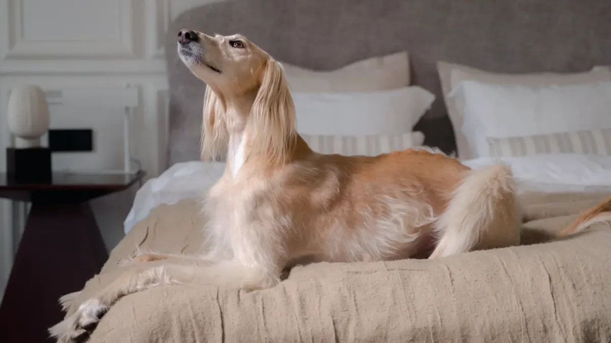 Senior dog on a bed