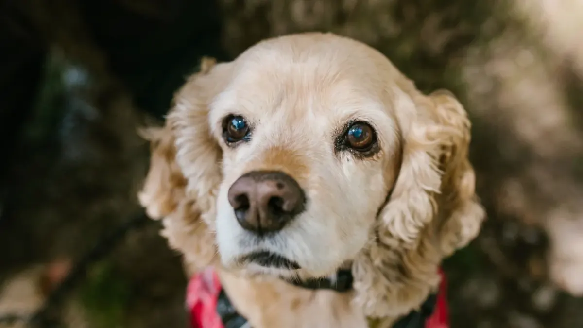 Senior dog portrait