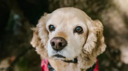 Senior dog portrait