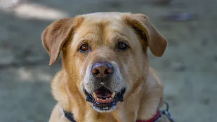 Senior dog portrait