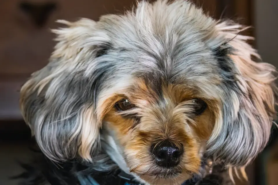 Senior dog portrait