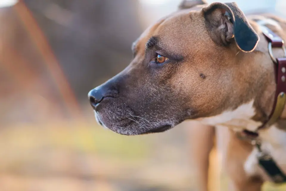 Senior dog portrait