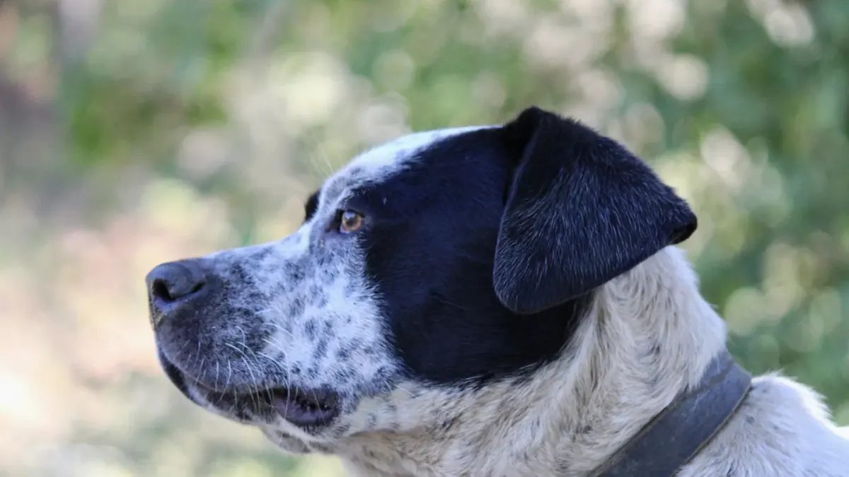 Senior dog portrait