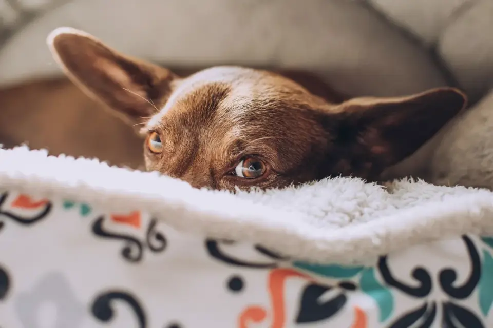 Senior dog resting at home