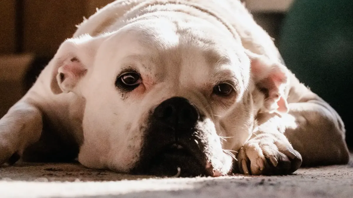 Senior dog resting at home