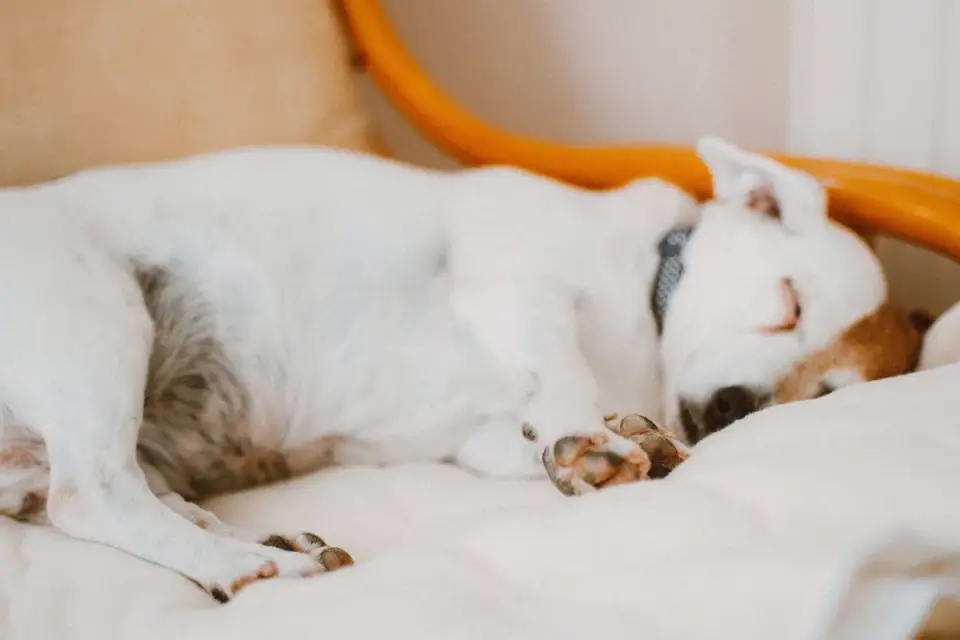 Senior dog resting at home