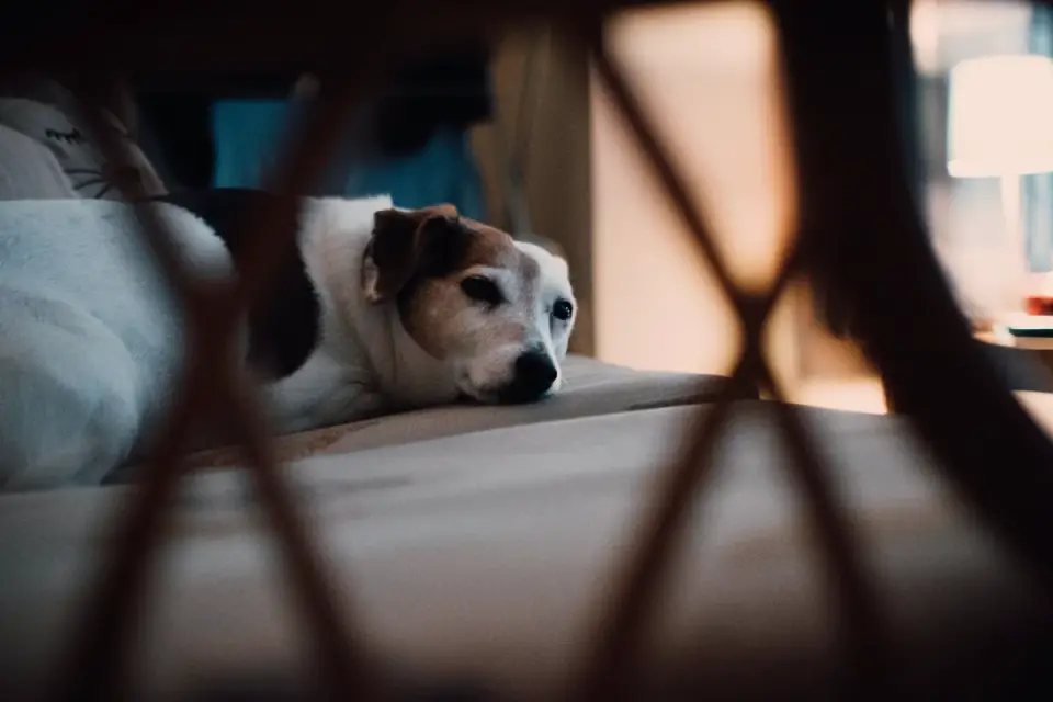 Senior dog resting at home