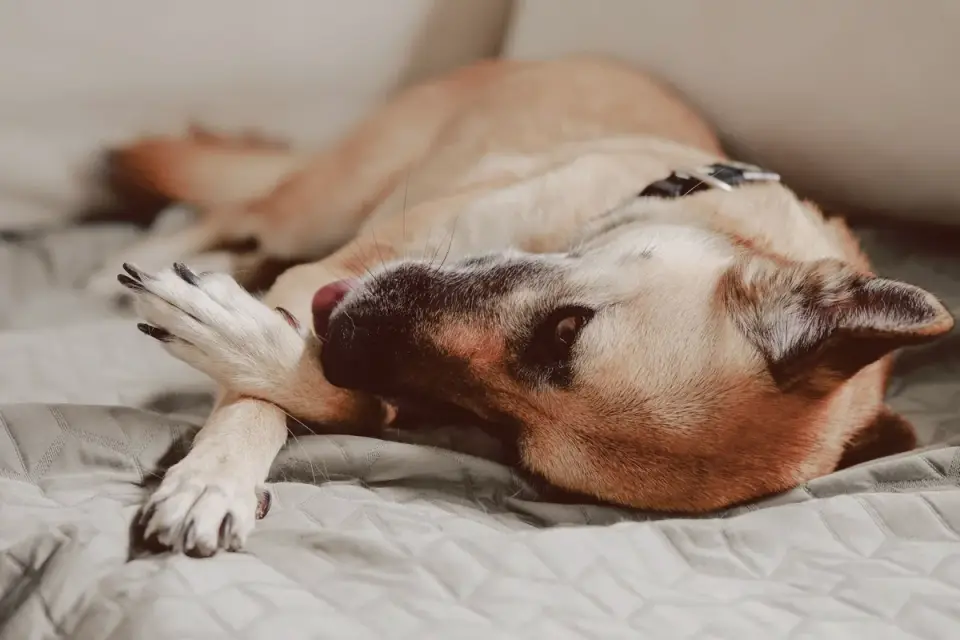 Senior dog resting at home