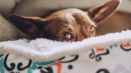 Senior dog resting at home