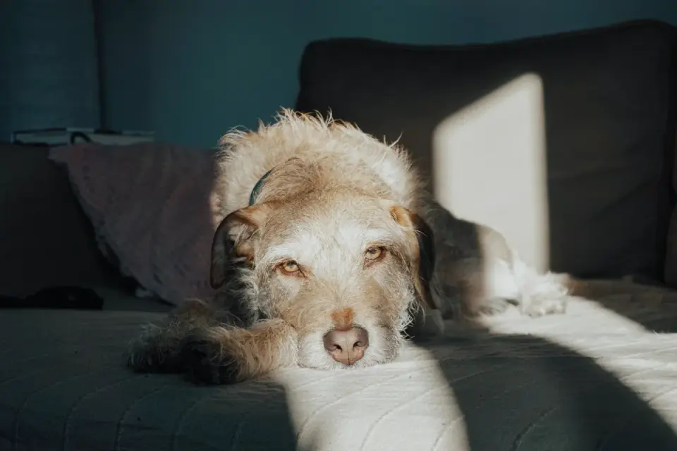 Senior dog resting at home
