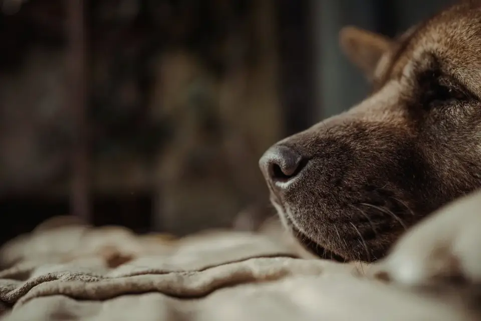 Senior dog resting at home