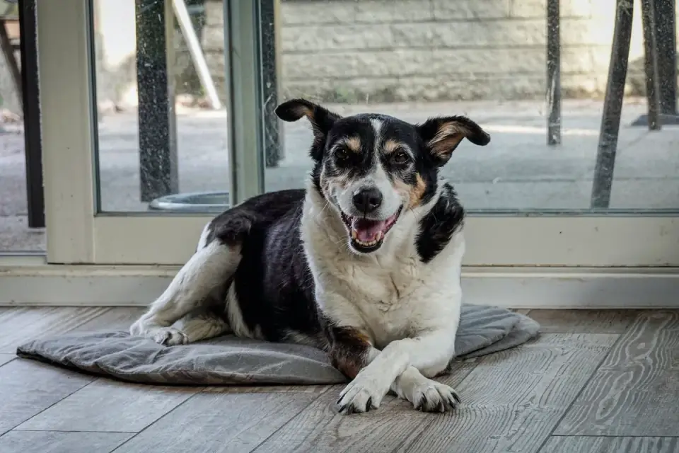 Senior dog resting at home