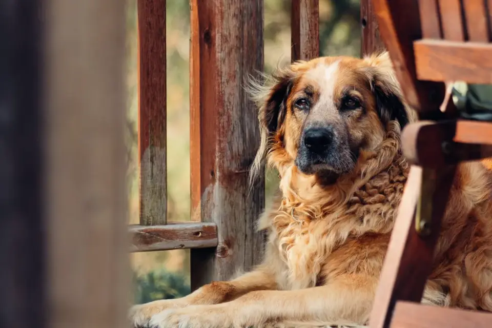 Senior dog resting at home