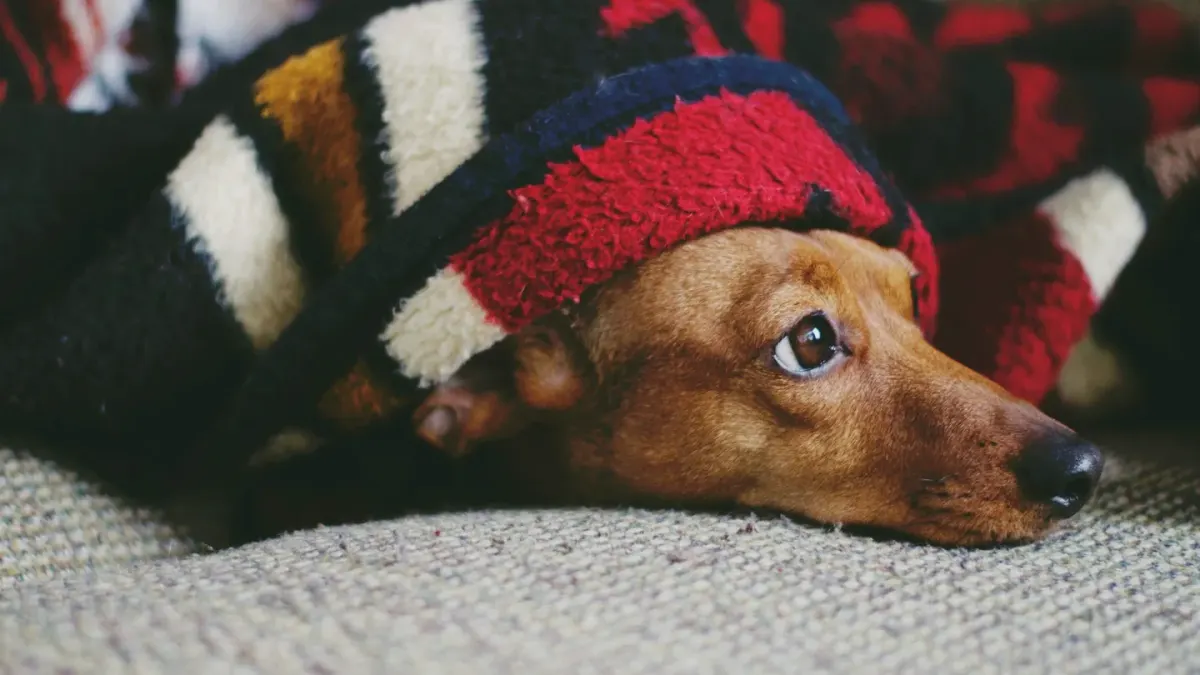 Senior dog resting at home