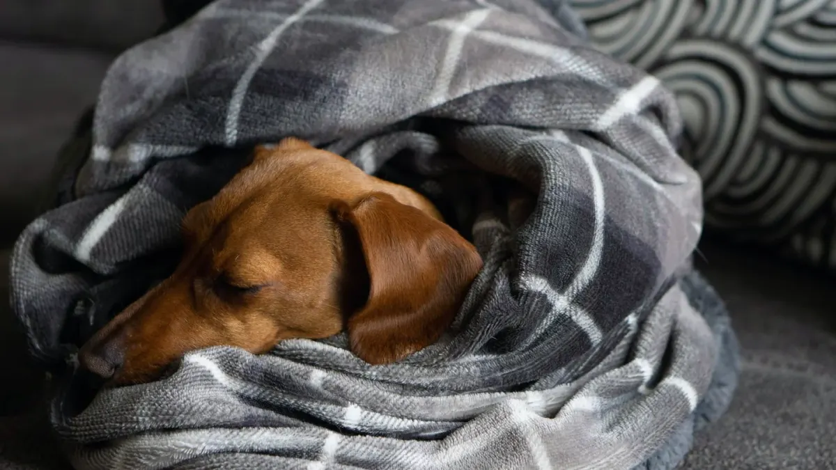 Senior dog resting at home