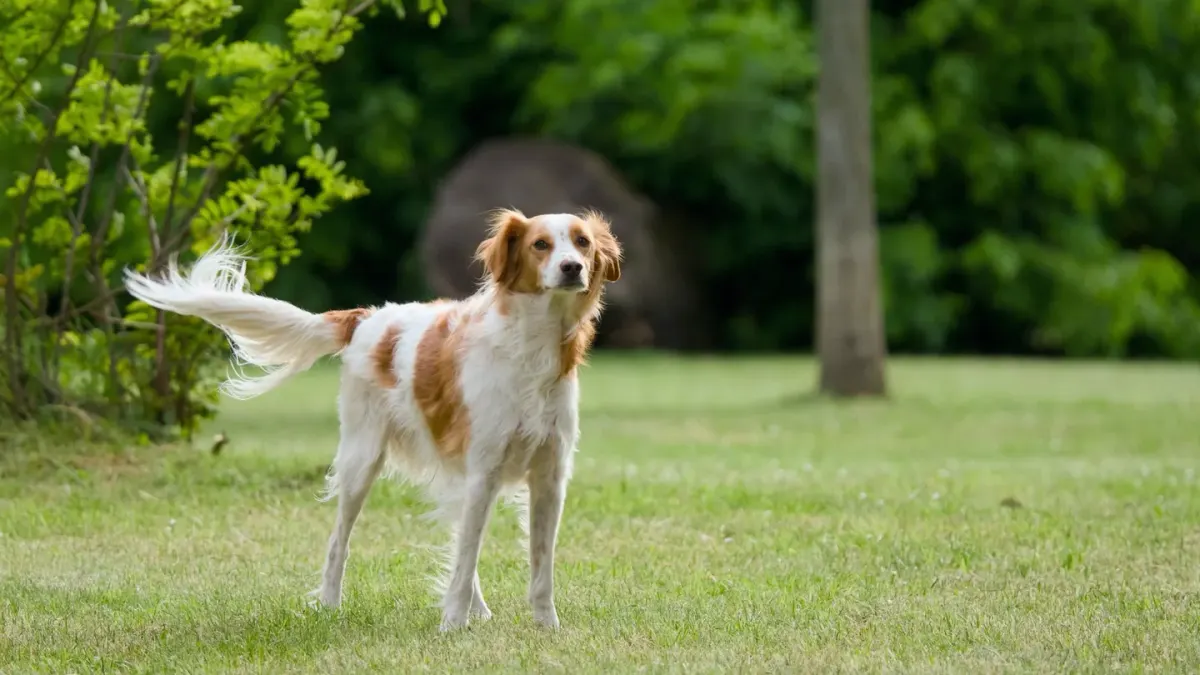 Senior dog standing on grass, weight balanced evenly on all four legs