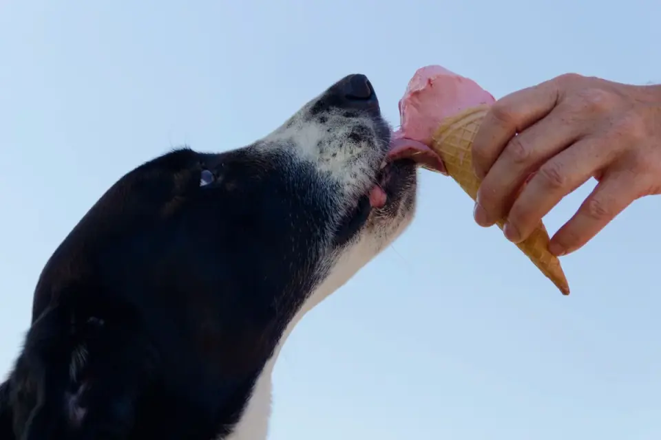 Senior dog taking a soft chew supplement from its owner&#x27;s hand