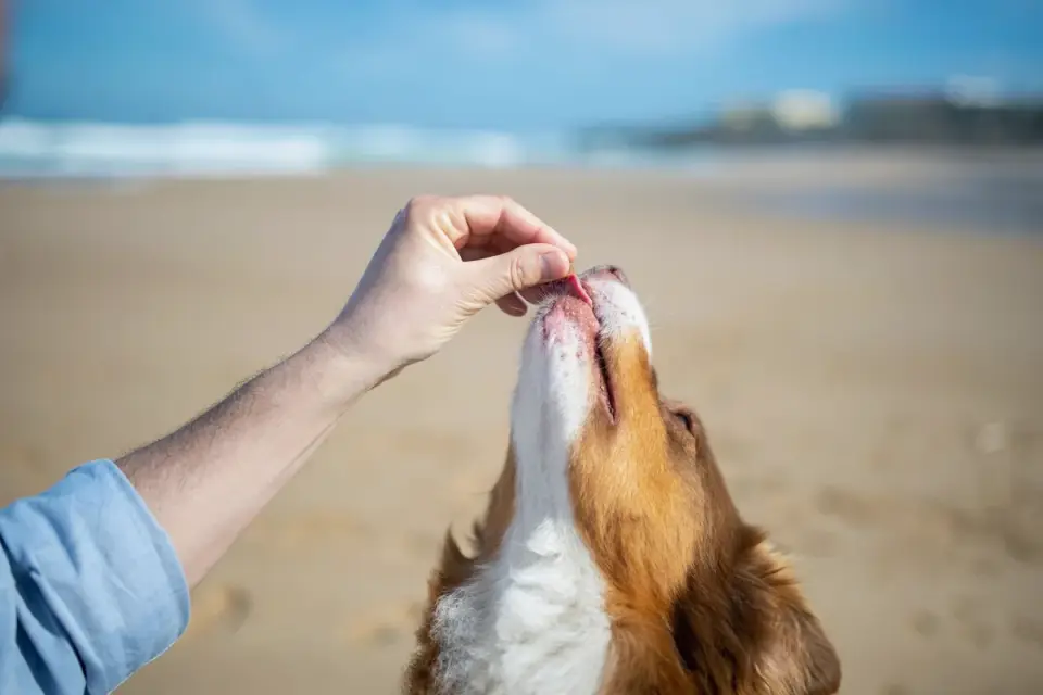 Senior dog taking a soft chew treat from its owner's hand