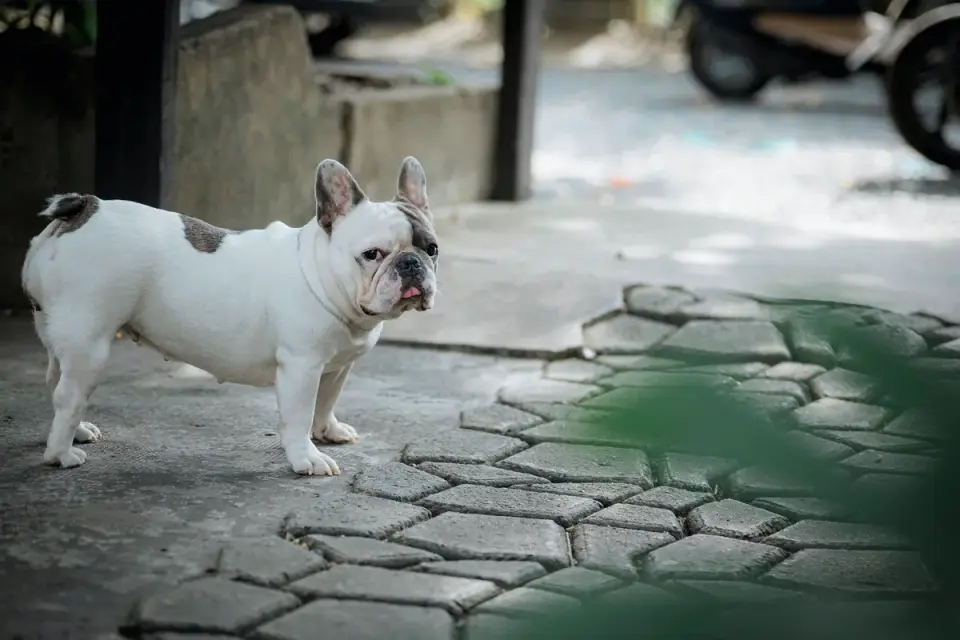 Senior dog walking slowly