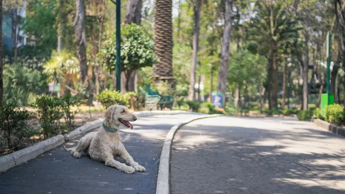 Senior dog walking slowly