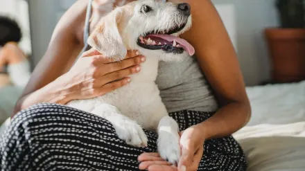 Senior dog walking with an owner