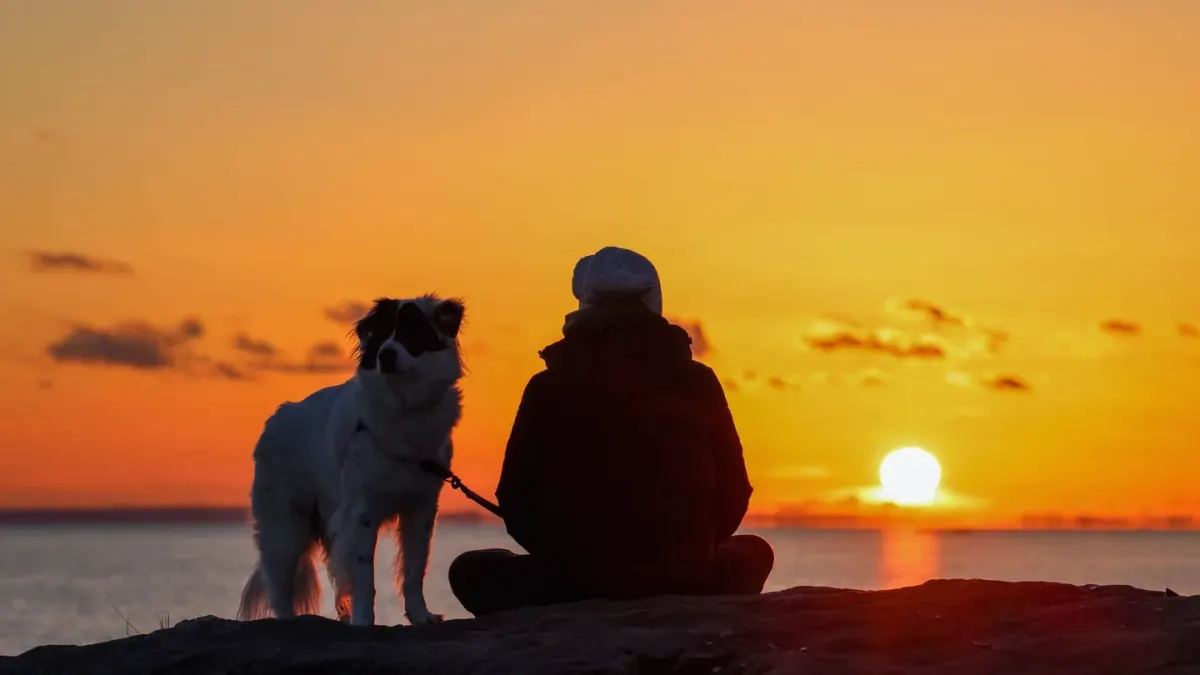 Senior dog walking with an owner