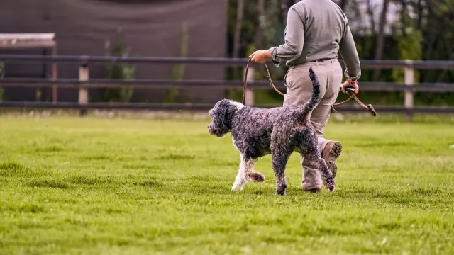 Senior dog walking with an owner
