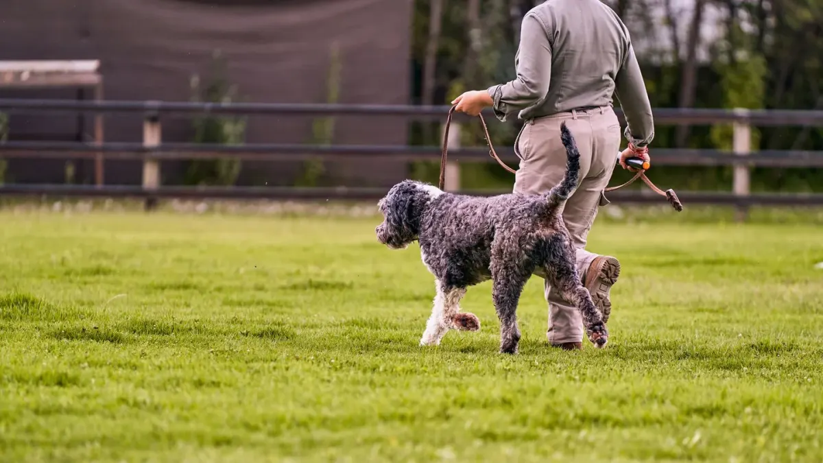 Senior dog walking with an owner