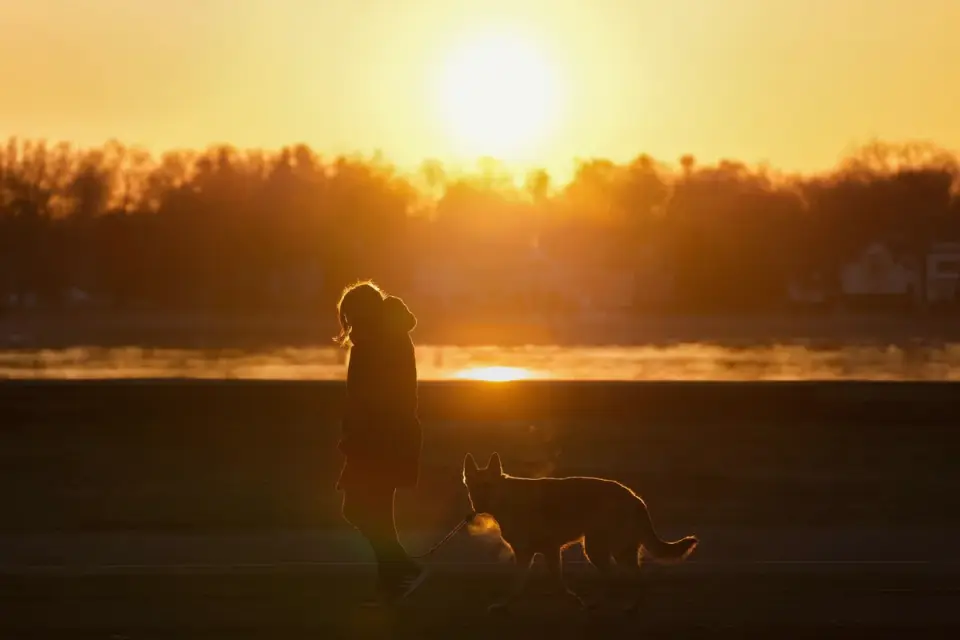 Senior dog walking with an owner