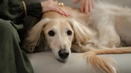 Senior dog walking with an owner