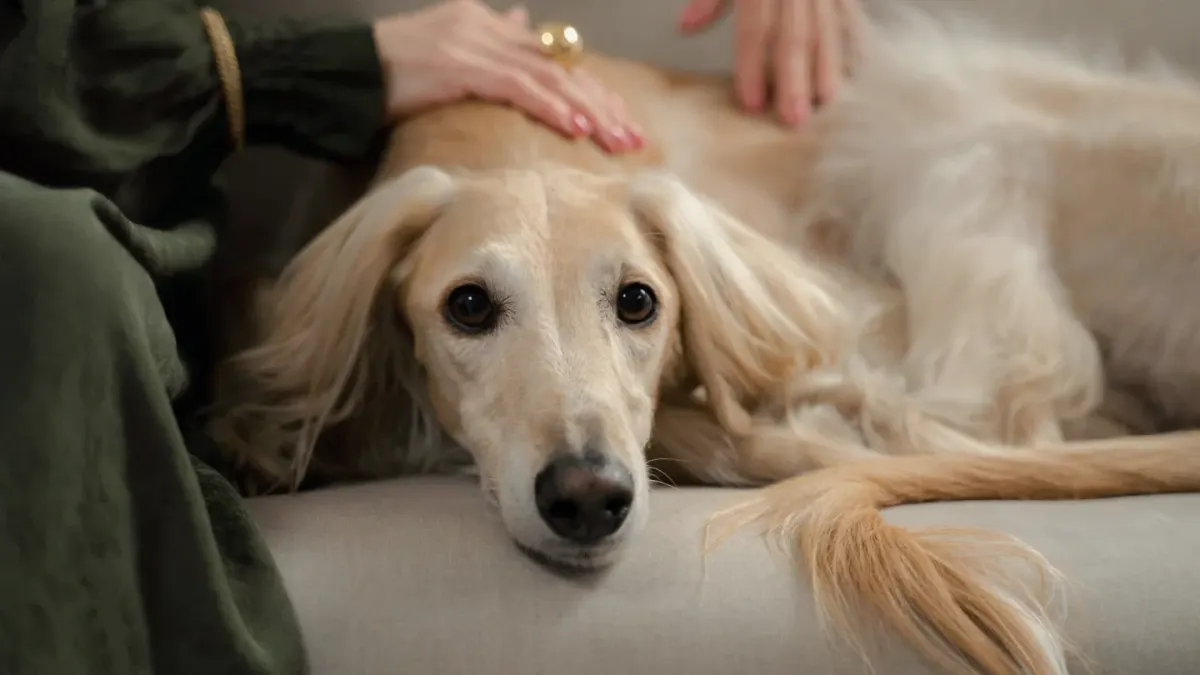 Senior dog walking with an owner