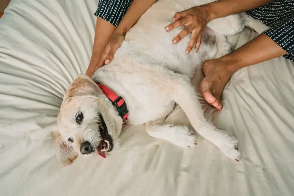 Senior dog walking with an owner