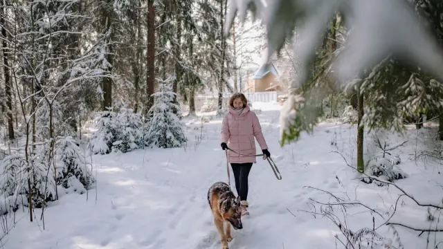Senior dog walking with an owner
