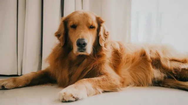 Senior golden retriever pushing up off a wooden floor bed