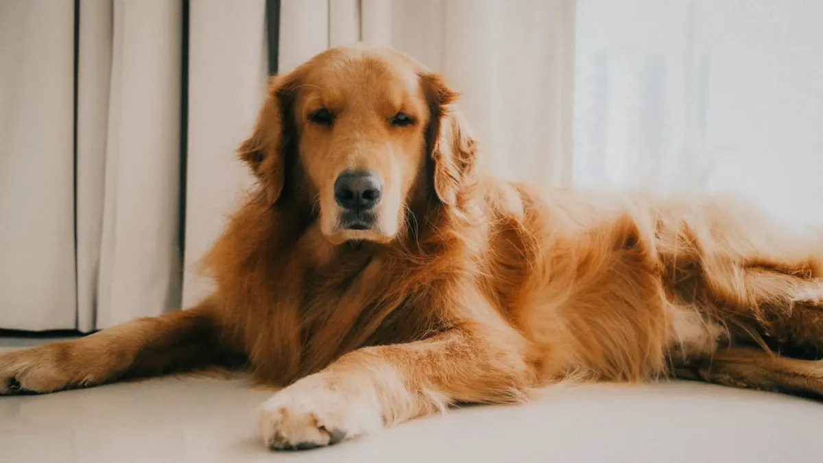Senior golden retriever pushing up off a wooden floor bed